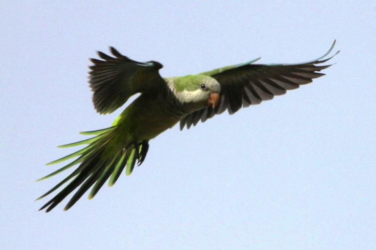 green parrot